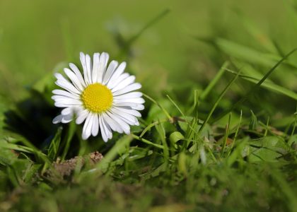 Enduring Legends: A Comprehensive List of the All-Time Greatest Sports Icons